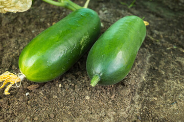 freshly grown cucumbers on the ground close-up. the concept of growing an environmentally friendly product