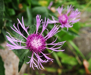 Purple flower brown knapweed (Centauréa jacéa) Asteraceae family