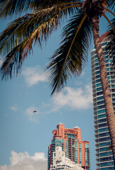 Fototapeta na wymiar beach state trees island Miami Beach buildings palms 