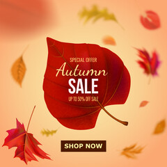 Autumn sale banner with falling autumn leaves and sale text.50 discount for promotions.Leaflet,invitation,flyer,cards with a special offer. Vector illustration