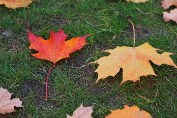 autumn leaves on grass