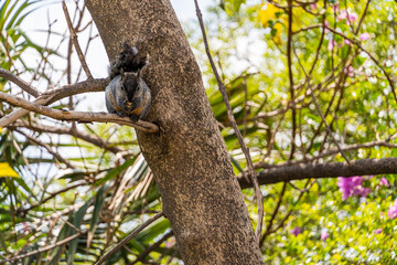 Portrait of grey squirrel Sciurus griseus sitting on branch