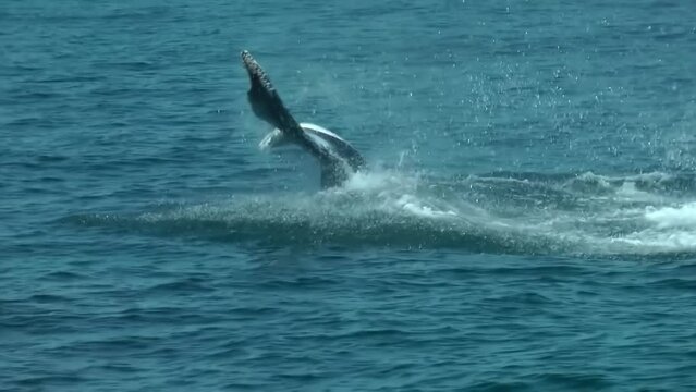 Humpback whale splashing water with tail
North America Wildlife and Nature, cape cod
