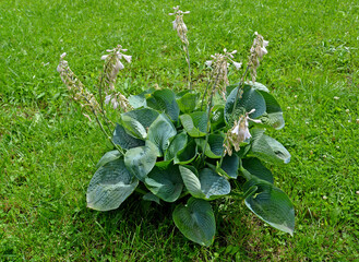 Khosta (Funkiya) of a grade of 