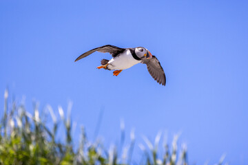 Atlantic Puffin in flight with a blue sky in the background