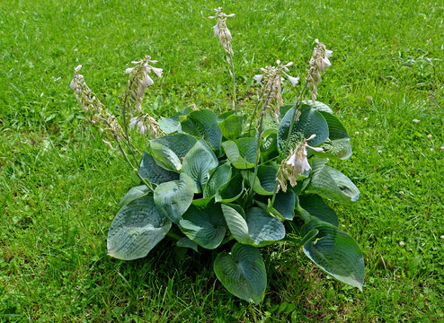 Khosta (Funkiya) of a grade of "Blue Angel". The blossoming plant