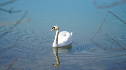 Schwan, Ente, Swan, Schwäne, Enten, Swans