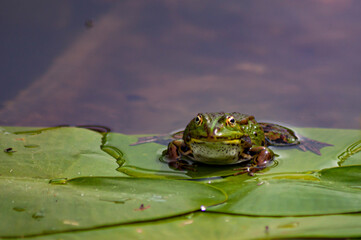 Grenouille en repos sur son nénuphar