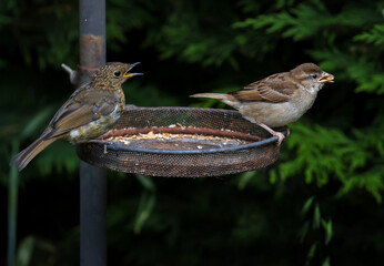 Baby robin squawks at young house sparrow who has taken food from basket in garden. Behaviour of competing fledgling birds. Dublin, Ireland