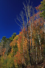 autumn trees in the forest, blue sky