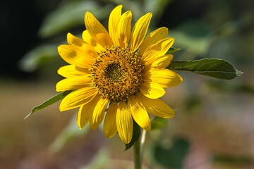 Sonnenblume, Korbblüter, Asteraceae 