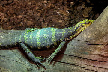 Portrait of a Yellow-headed water monitor in a reptile house