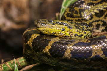 Portrait of a Boa constrictor in a reptile house