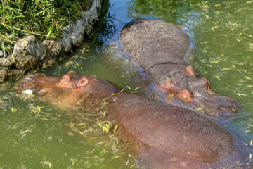 Two hippos sleep side by side in a pond