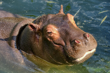 Portrait of a hippo cub swimming in a pond