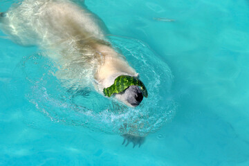 Polar bear in the water plays with the bark of a watermelon. He puts the bark on his eyes