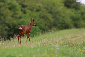 deer in the grass, Roe deer trotting along the river bank, beautiful scenery of the tranquil, picturesque, river bank, wild flowers and bushes in summer, with copy space	