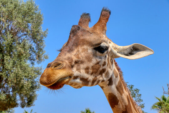 Portrait of a giraffe in a zoo