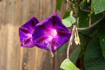 dew drops on ipomoea flowers