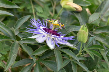 Passiflora caerulea close-up. Blue Passiflora flower or Passion flower. Israel. Neighborhood of Latrun. - obrazy, fototapety, plakaty