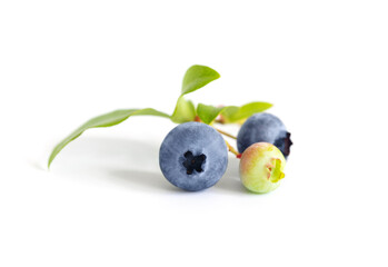 Blueberry closeup isolated. Blue ripe blueberry on white background.
