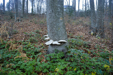 Poroid fungus Climacocystis borealis growing massively on an old standing tree in an old forest Montseny Barcelona.