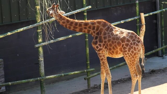 Giraffe eating from a tree in its enclosure at Blackpool Zoo. In the shade on a sunny day