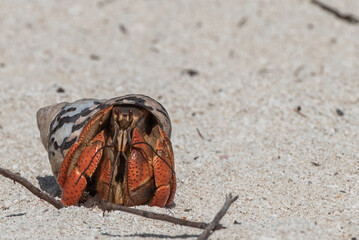 Hermit crab