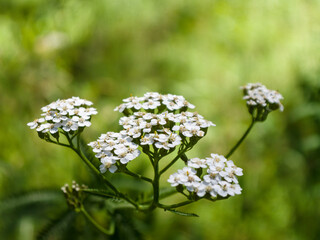Yarrow (milfoil) inflorescence among the grass, in the forest, on a sunny summer day. Close-up