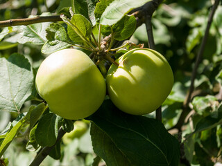 Tree branch with two green apples and leaves, in the garden, on a sunny summer day. Close-up