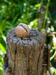 Ripe walnut lies on an old wooden stump, in the garden, on a sunny summer day. Close-up