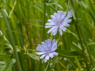 Blue chicory flowers on the field, among the grass, on a sunny summer day. Close-up