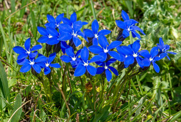 Blooming Gentiana verna in the summer. Flowering blue spring gentian in Dolomites. Italy.