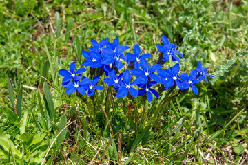 Blooming Gentiana verna in the summer. Flowering blue spring gentian in Dolomites. Italy.