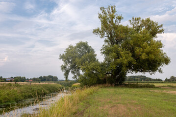 Obraz premium landscape with trees