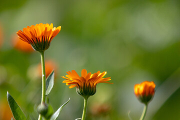 Closeup of calendula flowers in the sunny morning on a green background