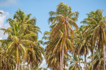 Fototapeta na wymiar Lindas palmeiras no nordeste brasileiro em um dia de sol 