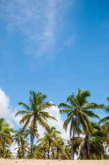 Obraz na płótnie Canvas As belas palmeiras no litoral brasileiro