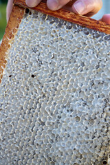 close up of honeycomb