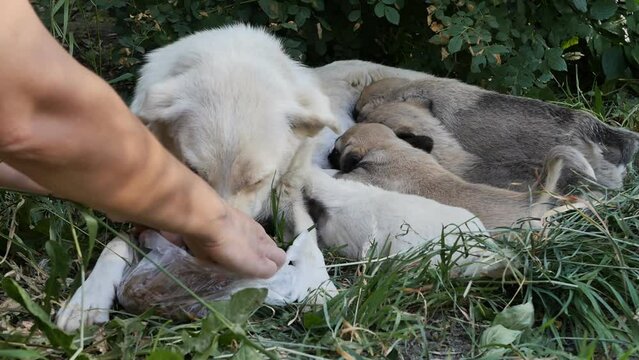Volunteer's hands feed dry food to a homeless lactating bitch who lies on the grass and feeds puppies with breast milk. Problems of shelter and sterilization of stray dogs. Animal care concept