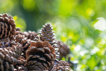 Close up of pine cones on a green background