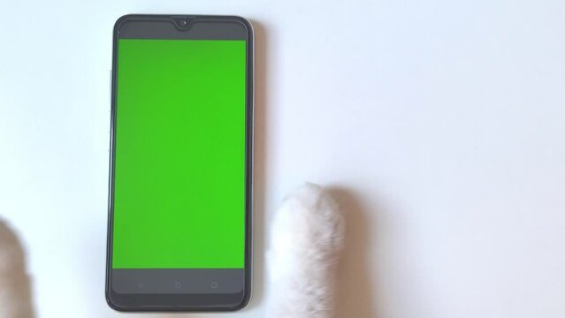The paw of a white cat clicks on the green screen of the smartphone, lies on a white table