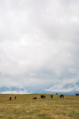 Steppe landscape with a grazing horse, hills in the background and a cloudy sky