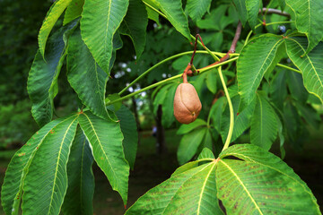 Aesculus flava, yellow buckeye soland sapindac tree (syn.: Aesculus octandra) close-up