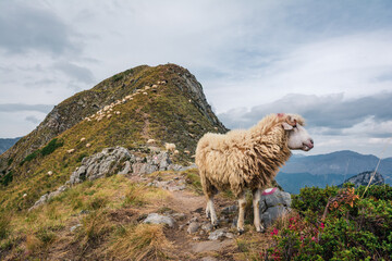 Sheep on mountain ridge. animals grazing green grass. countryside landscape, Prokletije National Park, Montenegro, Albania