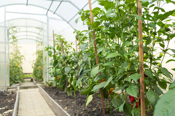 vegetable plants grow inside the home greenhouse. 