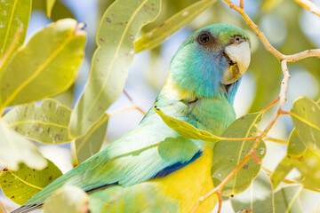 Cloncurry Buln Buln Ringneck in Queensland Australia