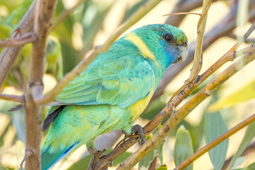 Cloncurry Buln Buln Ringneck in Queensland Australia