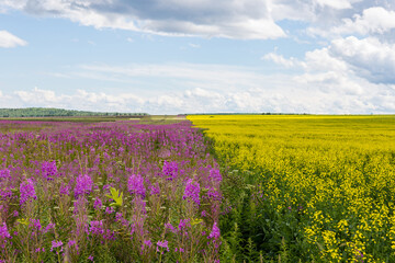 Fototapeta na wymiar A blooming field half sown with ivan-tea flowers and half mustard flowers.Flowers of fireweed, epilobium,ivan-tea and mustard on the background of the sky.Traditional medicine and health nutrition