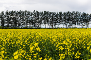 Obraz premium A field of mustard flowers on a forest background. The golden flowers of the mustard crop. Mustard flower field is full blooming